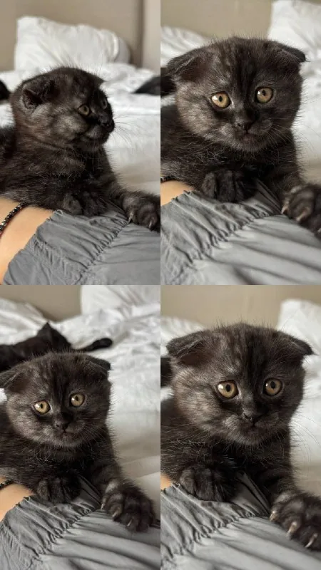 Котёнок 1