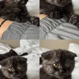 Котёнок 1