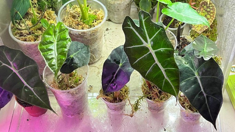 Гагеана ауреа, Полли, Юкатан принцесс, Шкура Дракона, Драгоценная орхидея 6