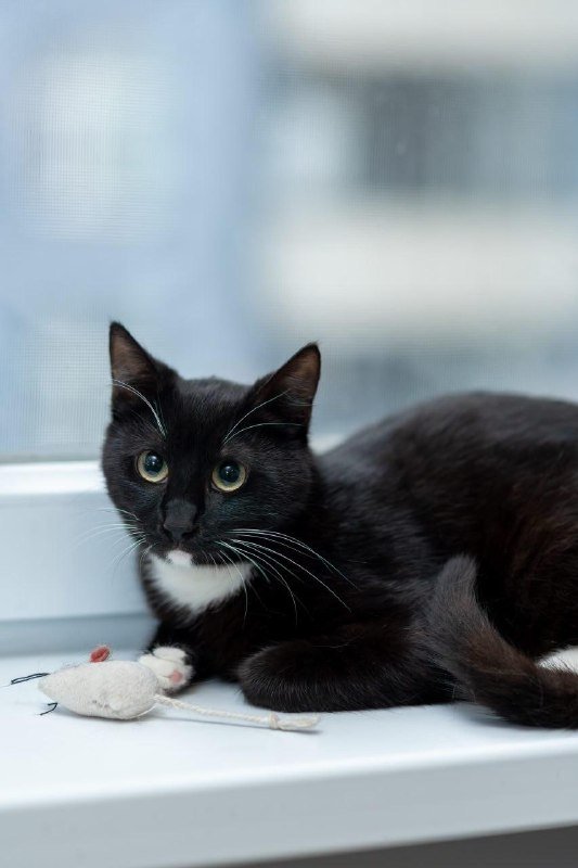 Кот Вася в добрые руки