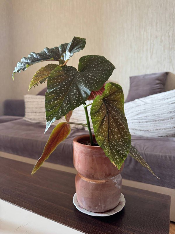 Пятнистая бегония