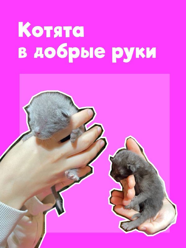 Котята светло-серые и темно-серые в добрые руки