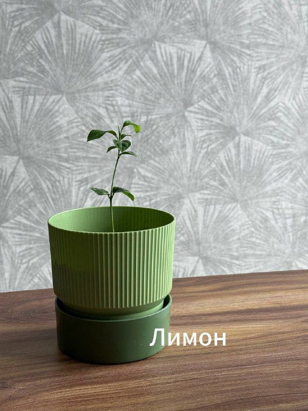 Денежное дерево, Спатифиллюм, Юкка, Авокадо, Лимон 5
