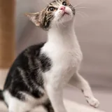 Аскольд и Сириус, котята 2