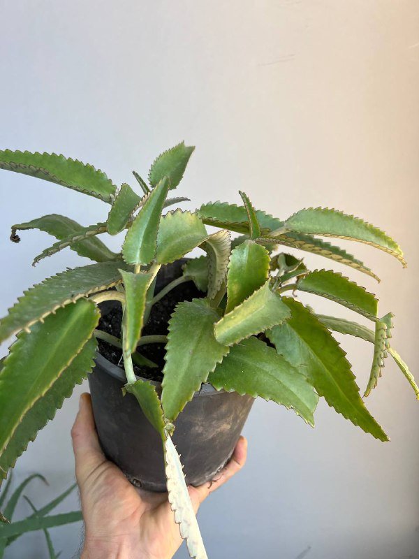 Комнатные растения: Пеперомия, Крассула, Колеус, Алоэ и др. 9