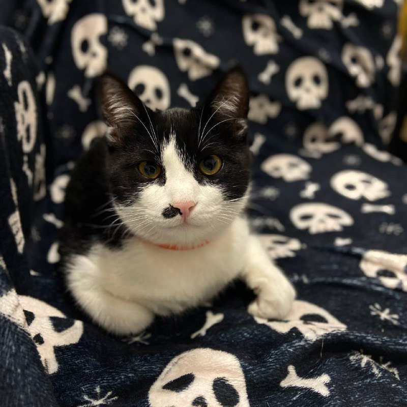 Два кота Шерлок и Смоки в дар