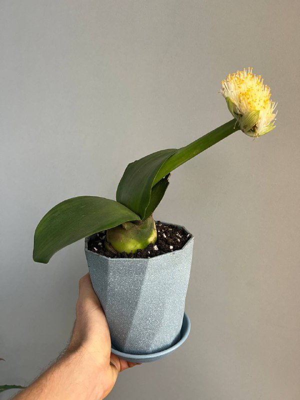 Комнатные растения: хаемантус, гастерия, каланхоэ, алоэ, ктенанта