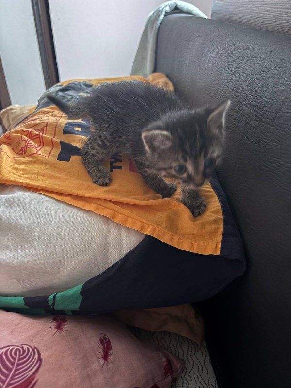 котёнок бесплатно 2