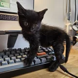 Котенок Малефисента 2