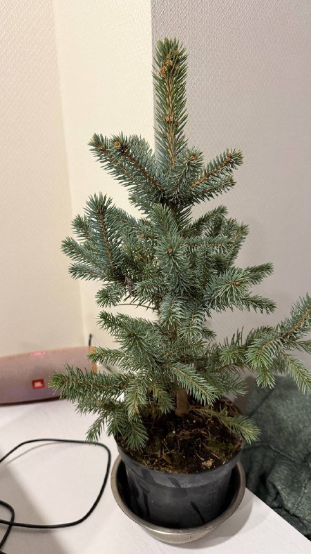 Ёлка в горшке маленькая на стол