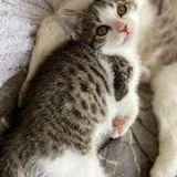 Котенок 1