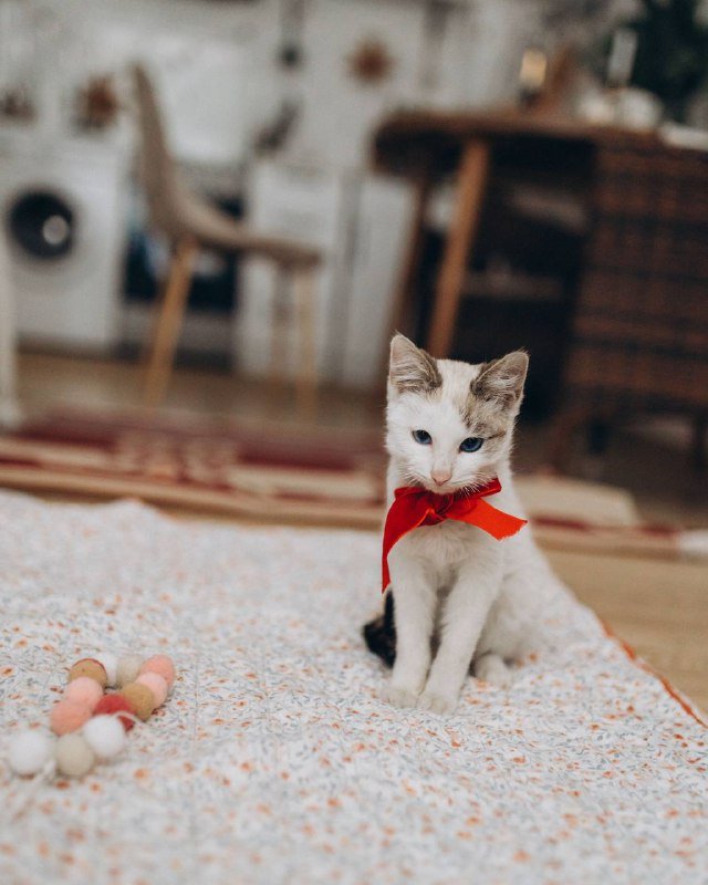 Котёнок голубоглазый ищет семью 3