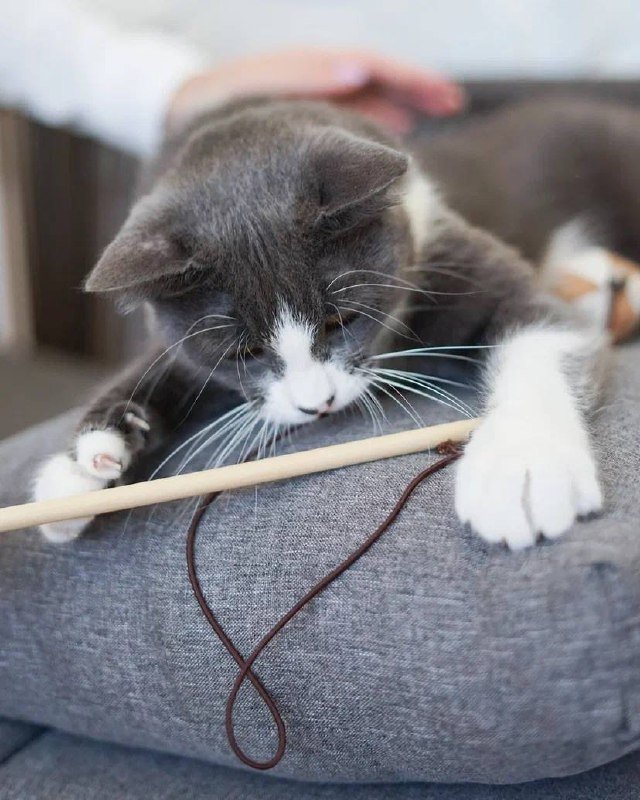 Иви кошка с характером и любовью 3