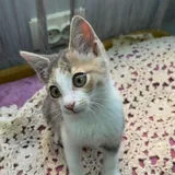 Котенок девочка 4