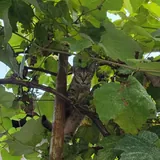Котенок Маруся 3