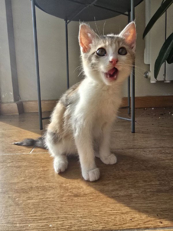 Котенок девочка 2 месяца в добрые руки 2