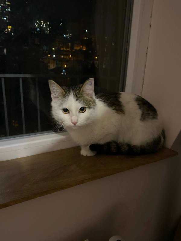 Кошечка около 6 месяцев для дома