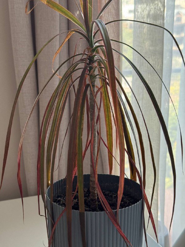 Растение пальма Драцена маргината в горшке 3