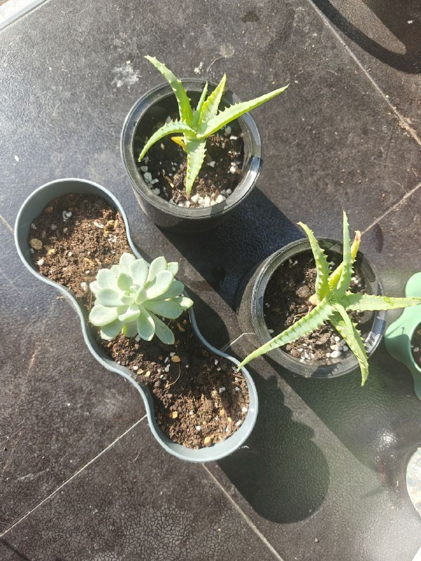 алоэ, суккулент