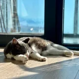 Кот Бэмби 4
