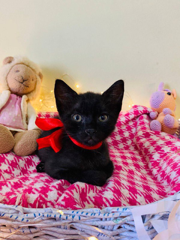 Маленькие черные котята 2 месяца 4