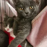 Котенок Бетти 2