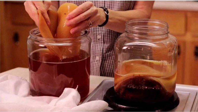 Чайный гриб Комбуча большой для приготовления напитка