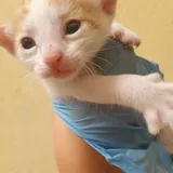 Котята 2