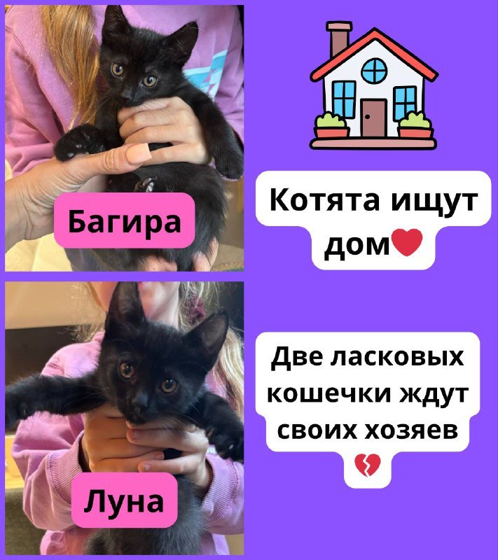 Две ласковые черные кошечки-котята