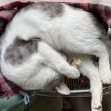 Амур и Гудини, коты 2