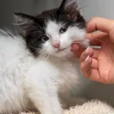 Царевна, котёнок 2