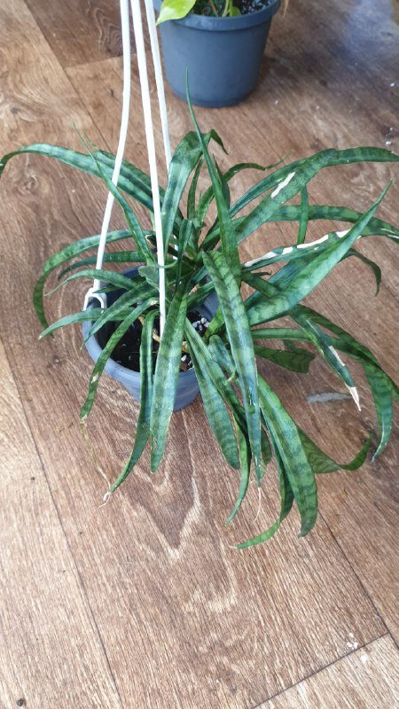 Шефлера, Хеппи лив, Санса, Аглаонема, Филодендрон неон, Замиокулькас черный, Драцена 3