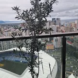 Оливковое дерево 160 см 2