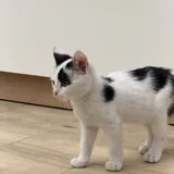 Котёнок Патч ищет семью 2
