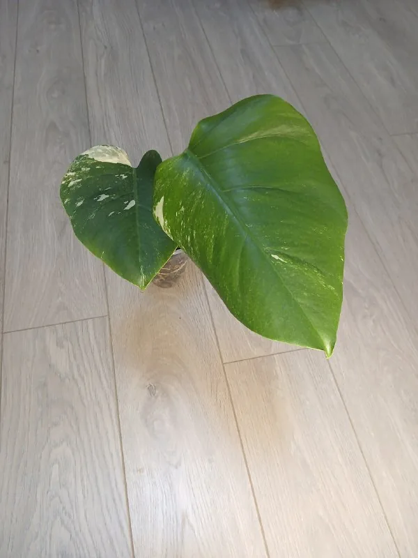 Монстера Albo Variegata 1