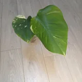 Монстера Albo Variegata 1