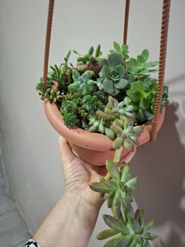 Монстеры, строманта, бегония, папоротник, традесканция, суккуленты, каланхоэ 10