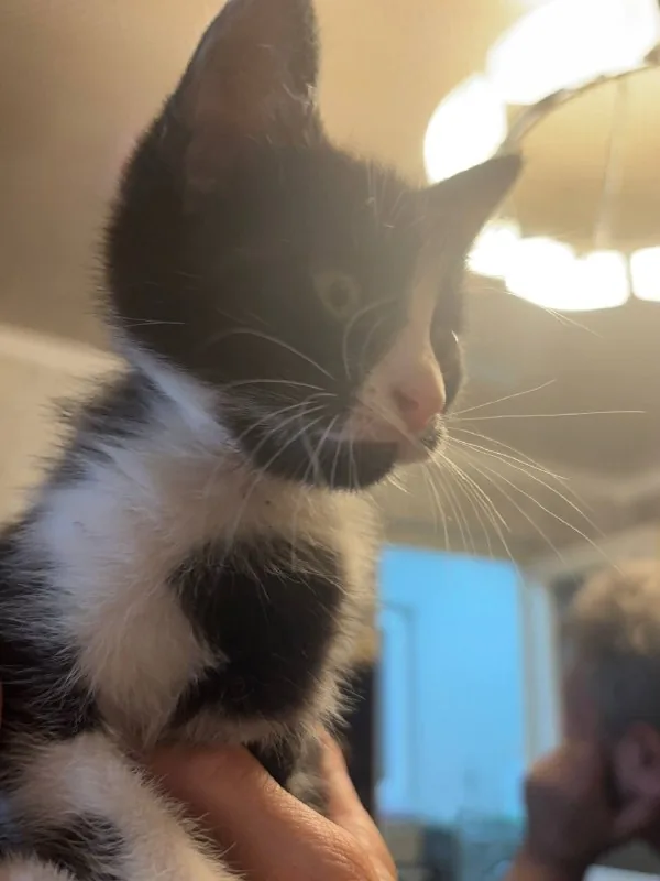 Котёнок 1