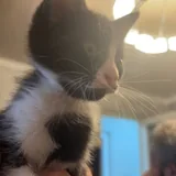 Котёнок 1