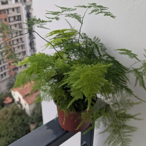 Растение аспарагус