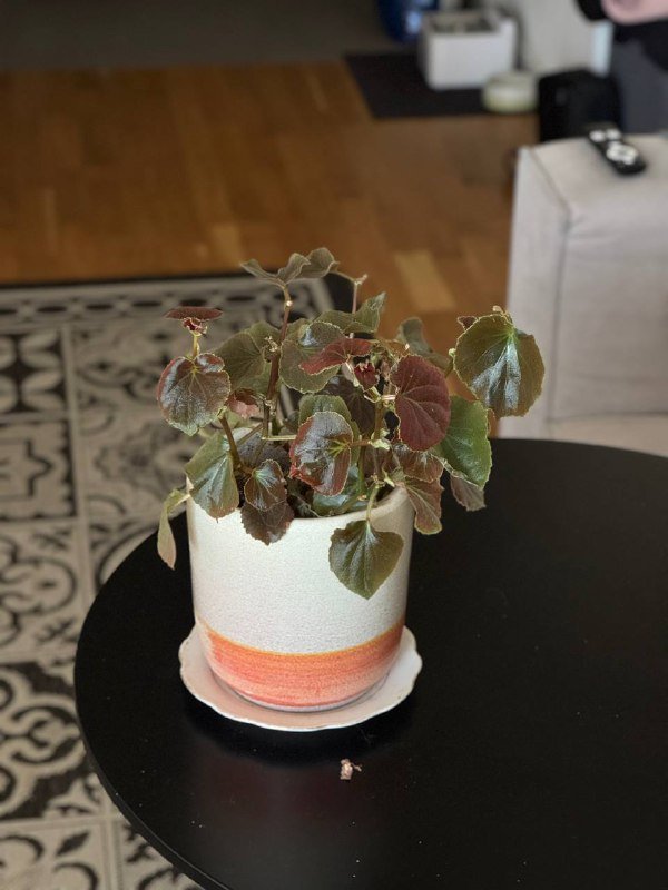 Цветы в горшках, Толстянка, Фикус, Спатифиллум, Алоэ, Бегония 8