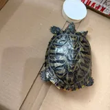Красноухая черепаха 1