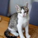 Котенок Ася 2
