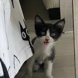 Котенок в добрые руки 2