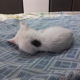 Котёнок-девочка 2