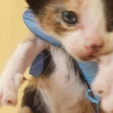 Котята 3