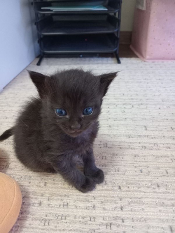Котята 3