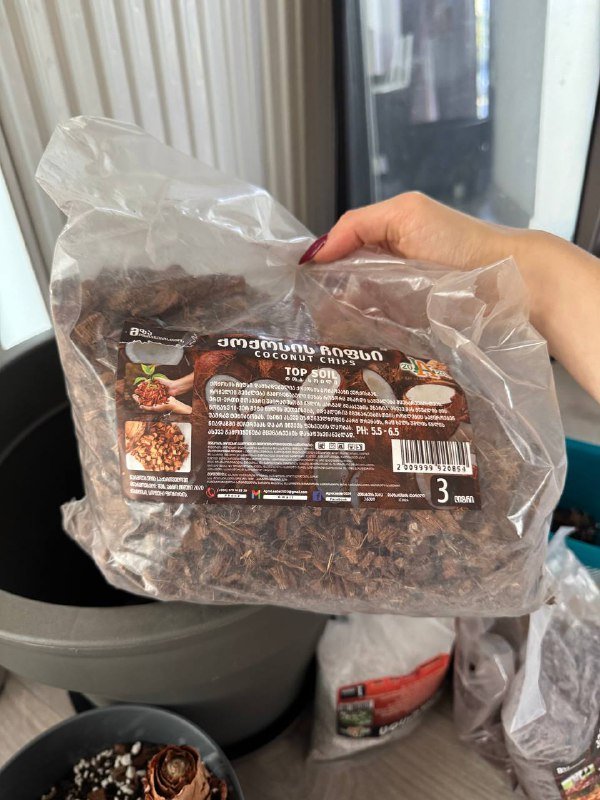 Аспарагус перистый большое комнатное растение 7