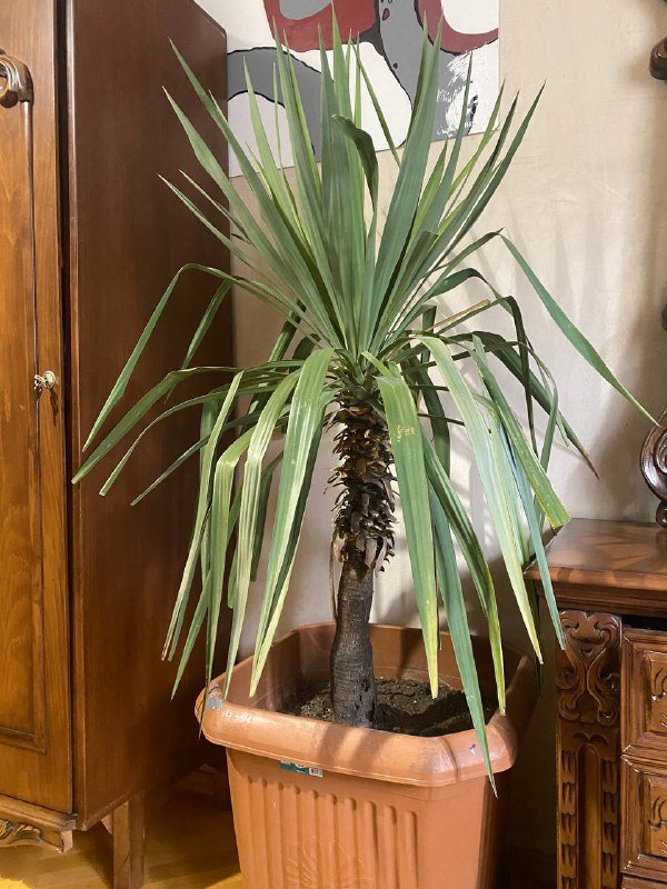 Пальма 150см живая зеленая