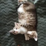 Котята 3